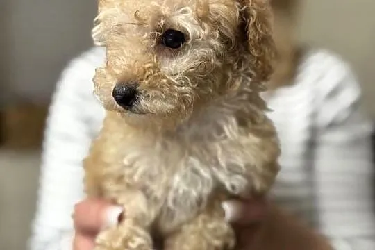 Śliczna suczka Pudel Toy - radosna i gotowa do nowego domu