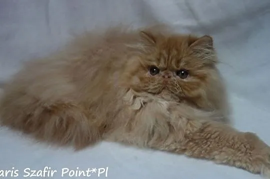 Koteczka perska , ruda z rodowodem FPL, Sianów