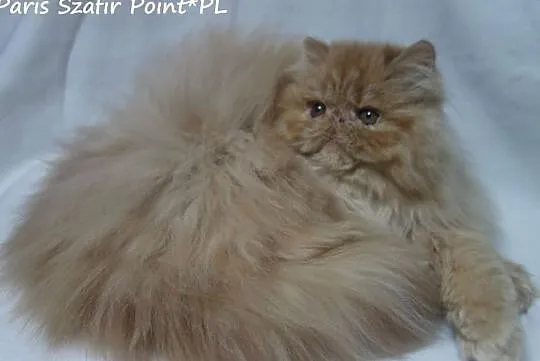 Koteczka perska , ruda z rodowodem FPL, Sianów