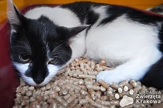 Przepiękne kociaki do adopcji,  małopolskie Kraków