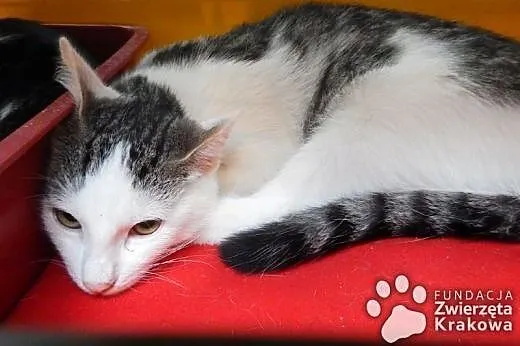 Przepiękne kociaki do adopcji,  małopolskie Kraków