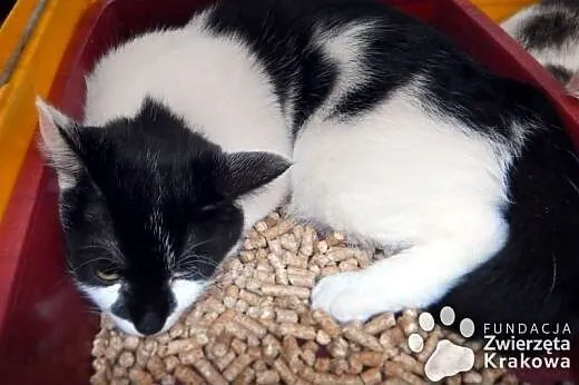 Przepiękne kociaki do adopcji,  małopolskie Kraków