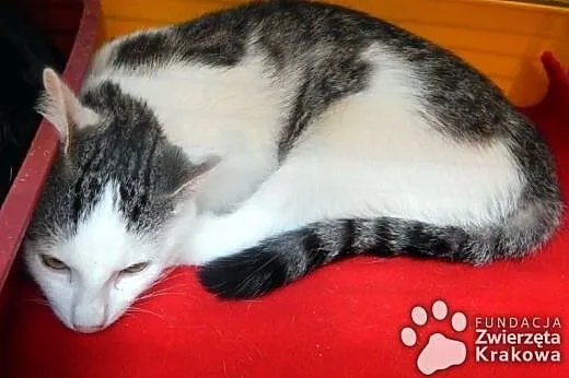 Przepiękne kociaki do adopcji,  małopolskie Kraków