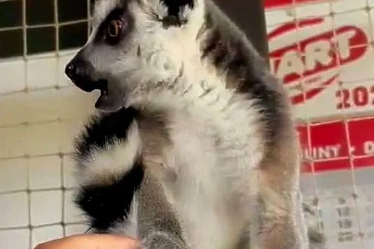 Sprzedam młode Lemury Katta (Lemur catta) - oswojone maluchy z dokumentacją