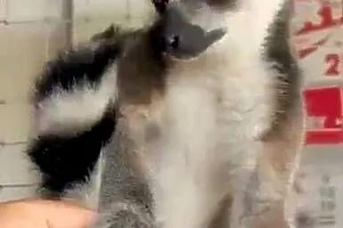 Sprzedam młode Lemury Katta (Lemur catta) - oswojone maluchy z dokumentacją, Śląskie, Żory