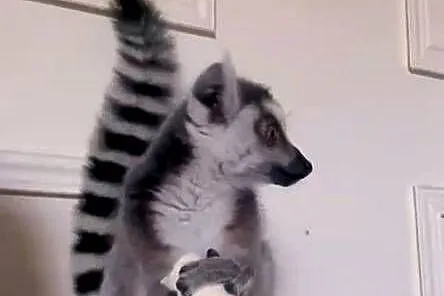 Sprzedam młode Lemury Katta (Lemur catta) - oswojone maluchy z dokumentacją, Śląskie, Żory