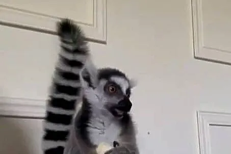 Sprzedam młode Lemury Katta (Lemur catta) - oswojone maluchy z dokumentacją, Śląskie, Żory