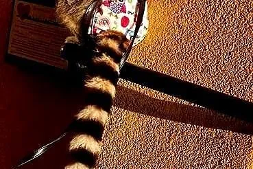 Sprzedam młode Lemury Katta (Lemur catta) - oswojone maluchy z dokumentacją, Śląskie, Żory