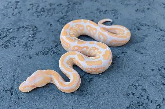 Albino Black Pastel samica Pyton Królewski