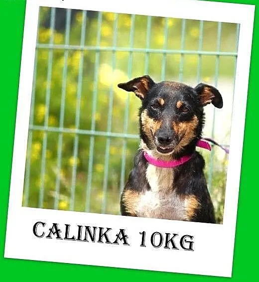 10kg,łagodna,przyjazna,grzeczna suczka CALINKA.Ado