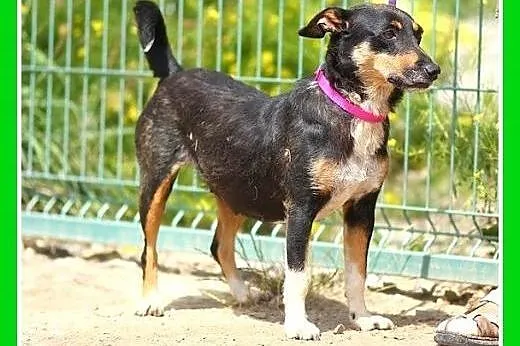 10kg,łagodna,przyjazna,grzeczna suczka CALINKA.Ado