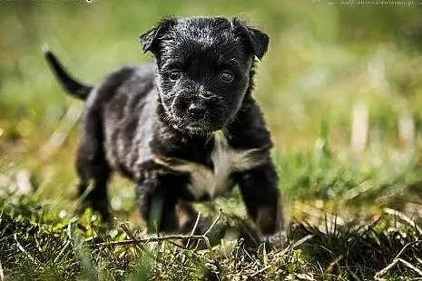Ale Gratka! - czyli niezwykle REZOLUTNA mikro sunia DO ADOPCJI!,  Kundelki cała Polska