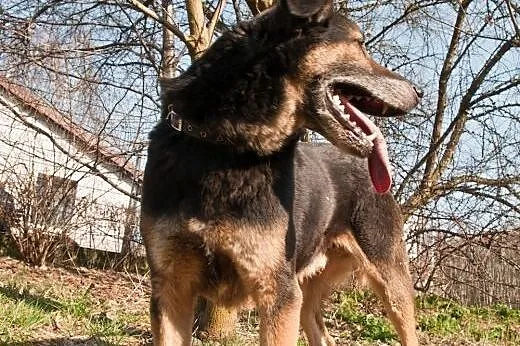Kumpel 2 czeka na dom,  śląskie Gliwice