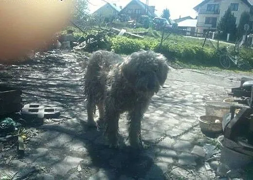 Piękny pies został sam, daj mu dom!, wielkopolski