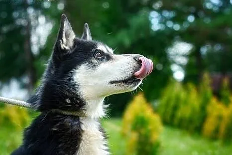 Młodziutki husky Gandalf do adopcji!,  dolnośląskie Wrocław