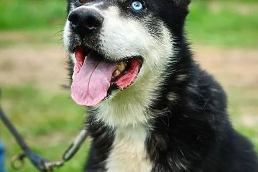 Młodziutki husky Gandalf do adopcji!,  dolnośląski