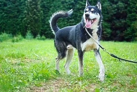 Młodziutki husky Gandalf do adopcji!,  dolnośląski