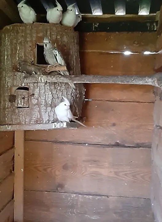 Nimfy z 2020r Albino, Mazowieckie, Radom