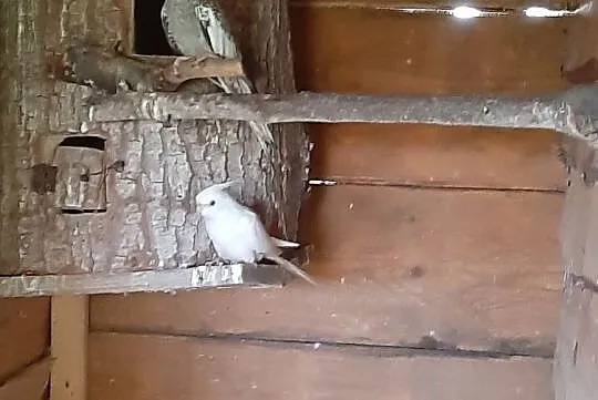 Nimfy z 2020r Albino, Mazowieckie, Radom