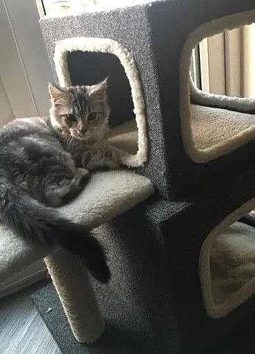 dostepne kocieta mainecoon, , Góra