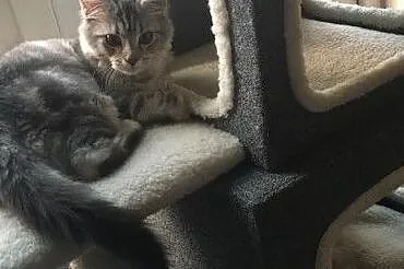 dostepne kocieta mainecoon, , Góra