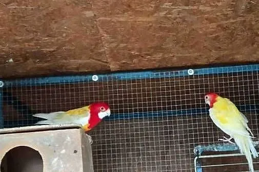 Rozelle białolice, barabandy dorosłe pary, likwidacja, Małopolskie, Zederman