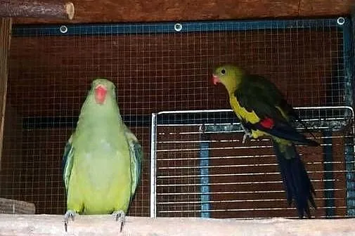 Rozelle białolice, barabandy dorosłe pary, likwidacja, Małopolskie, Zederman
