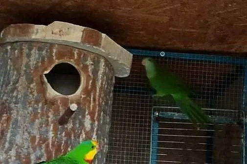 Rozelle białolice, barabandy dorosłe pary, likwidacja, Małopolskie, Zederman