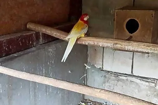 Rozelle białolice, barabandy dorosłe pary, likwidacja, Małopolskie, Zederman