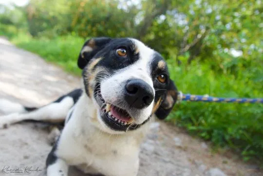 Pepsi - całe życie w schronisku, super sunia do adopcji  TO JUŻ 11 LAT W SCHRONISKU...Pepsi trafiła, , Warszawa