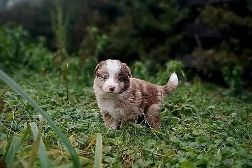 Border collie szczeniaki