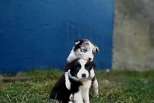 Border collie szczeniaki, Lubelskie, Hrubieszów