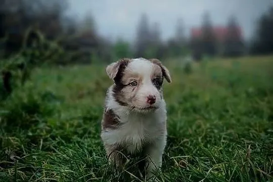 Border collie szczeniaki, Lubelskie, Hrubieszów
