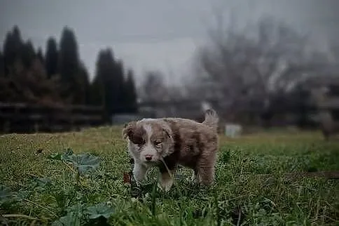 Border collie szczeniaki, Lubelskie, Hrubieszów