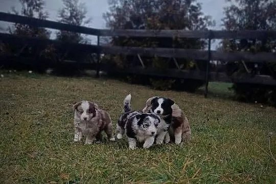 Border collie szczeniaki, Lubelskie, Hrubieszów
