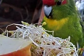 Papugi