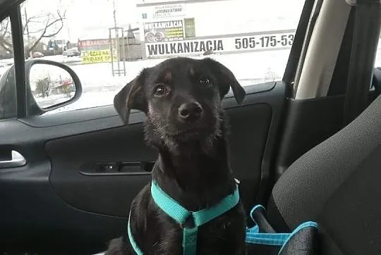 śliczna czarna sunia szczeniak w typie owczarka szuka domu adopcja, Mazowieckie, Łomianki