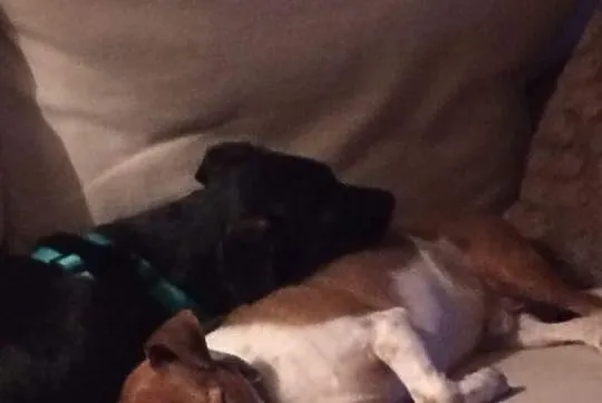 śliczna czarna sunia szczeniak w typie owczarka szuka domu adopcja, Mazowieckie, Łomianki