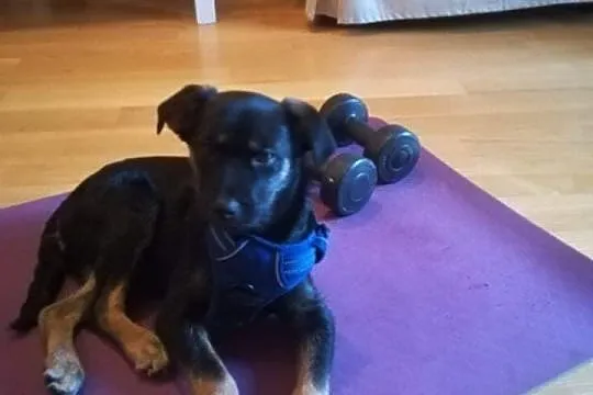 śliczna czarna sunia szczeniak w typie owczarka szuka domu adopcja, Mazowieckie, Łomianki