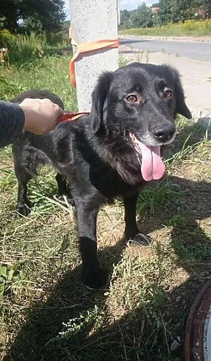 Kumpel szuka domu, lubuskie Gorzów Wielkopolski