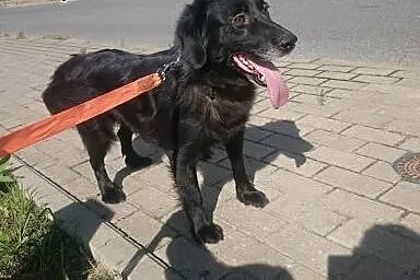 Kumpel szuka domu,  lubuskie Gorzów Wielkopolski