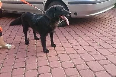 Kumpel szuka domu,  lubuskie Gorzów Wielkopolski