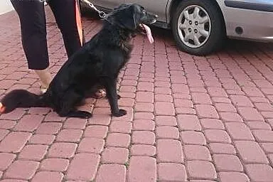 Kumpel szuka domu,  lubuskie Gorzów Wielkopolski
