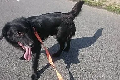 Kumpel szuka domu,  lubuskie Gorzów Wielkopolski