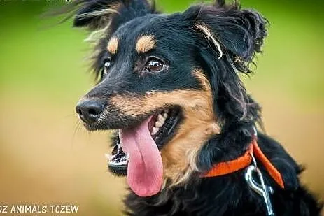 OTOZ Animals - Sprinter - wesoły nieduży szczeniak!,  pomorskie Tczew