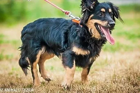 OTOZ Animals - Sprinter - wesoły nieduży szczeniak