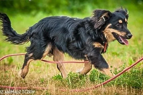 OTOZ Animals - Sprinter - wesoły nieduży szczeniak