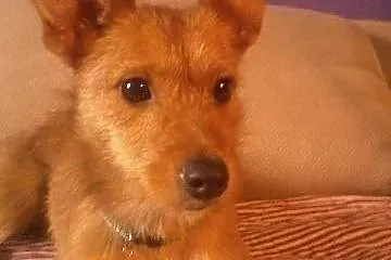 Śliczna jamniczkowata sunia do adopcji,  łódzkie Łódź