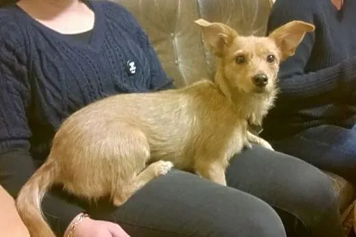 Śliczna jamniczkowata sunia do adopcji,  łódzkie Ł