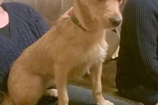 Śliczna jamniczkowata sunia do adopcji,  łódzkie Ł